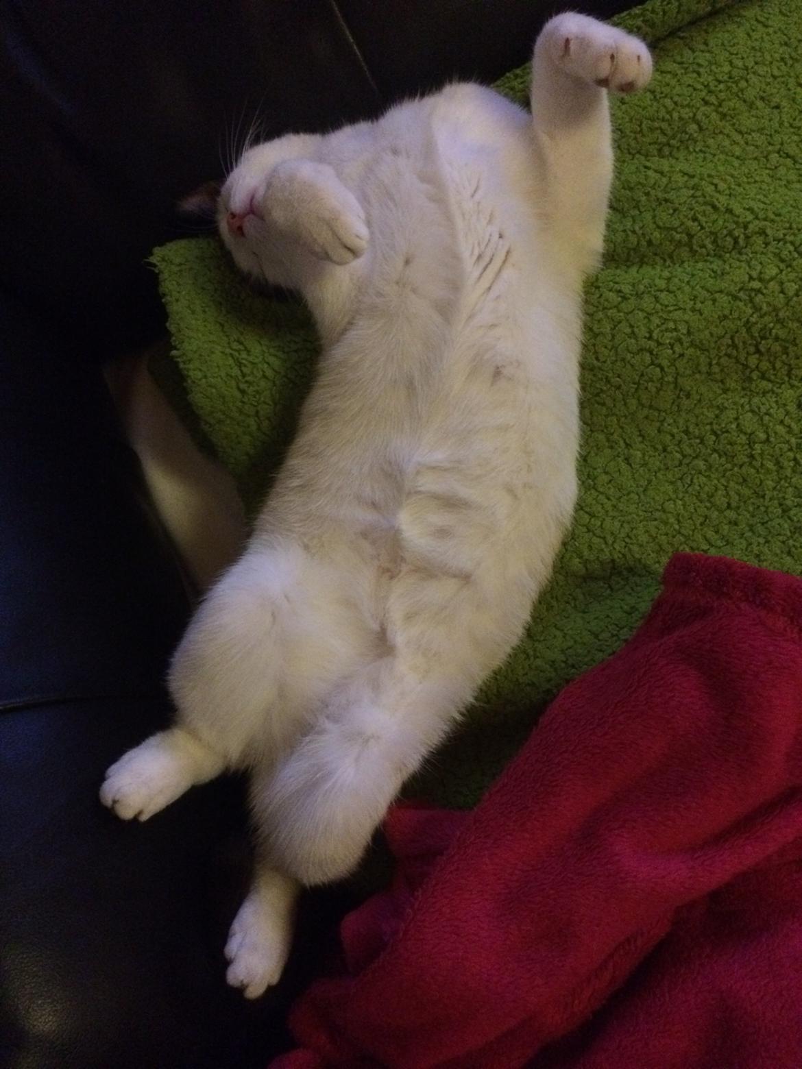 Blanding af racer Misse billede 39