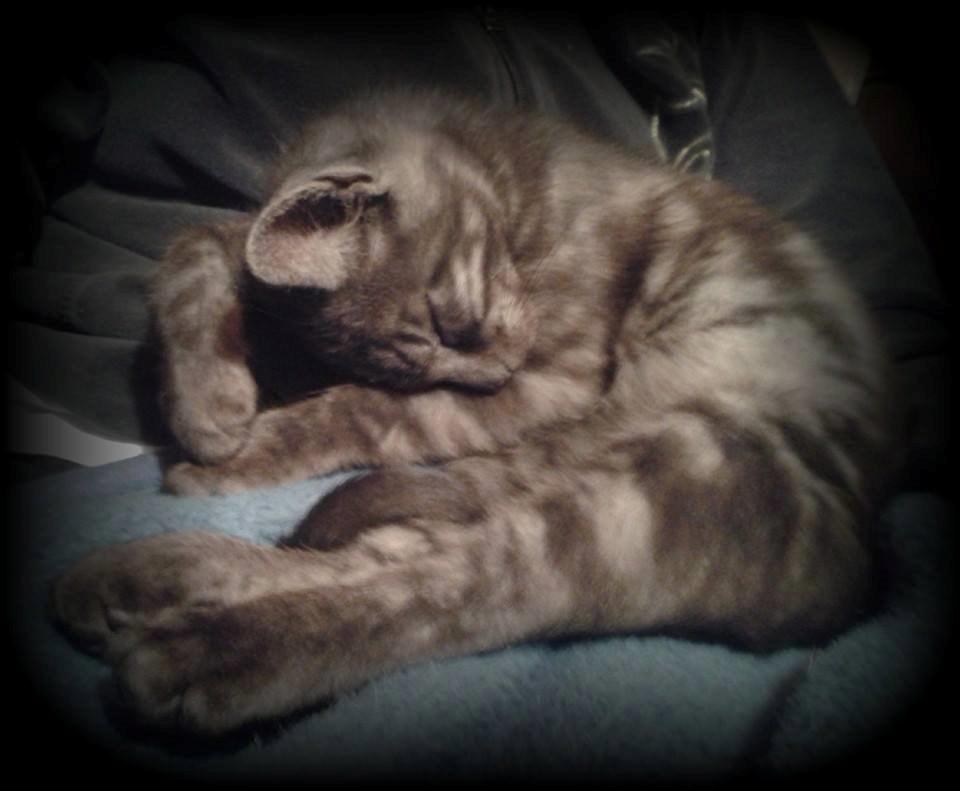 Blanding af racer Lucifer billede 2