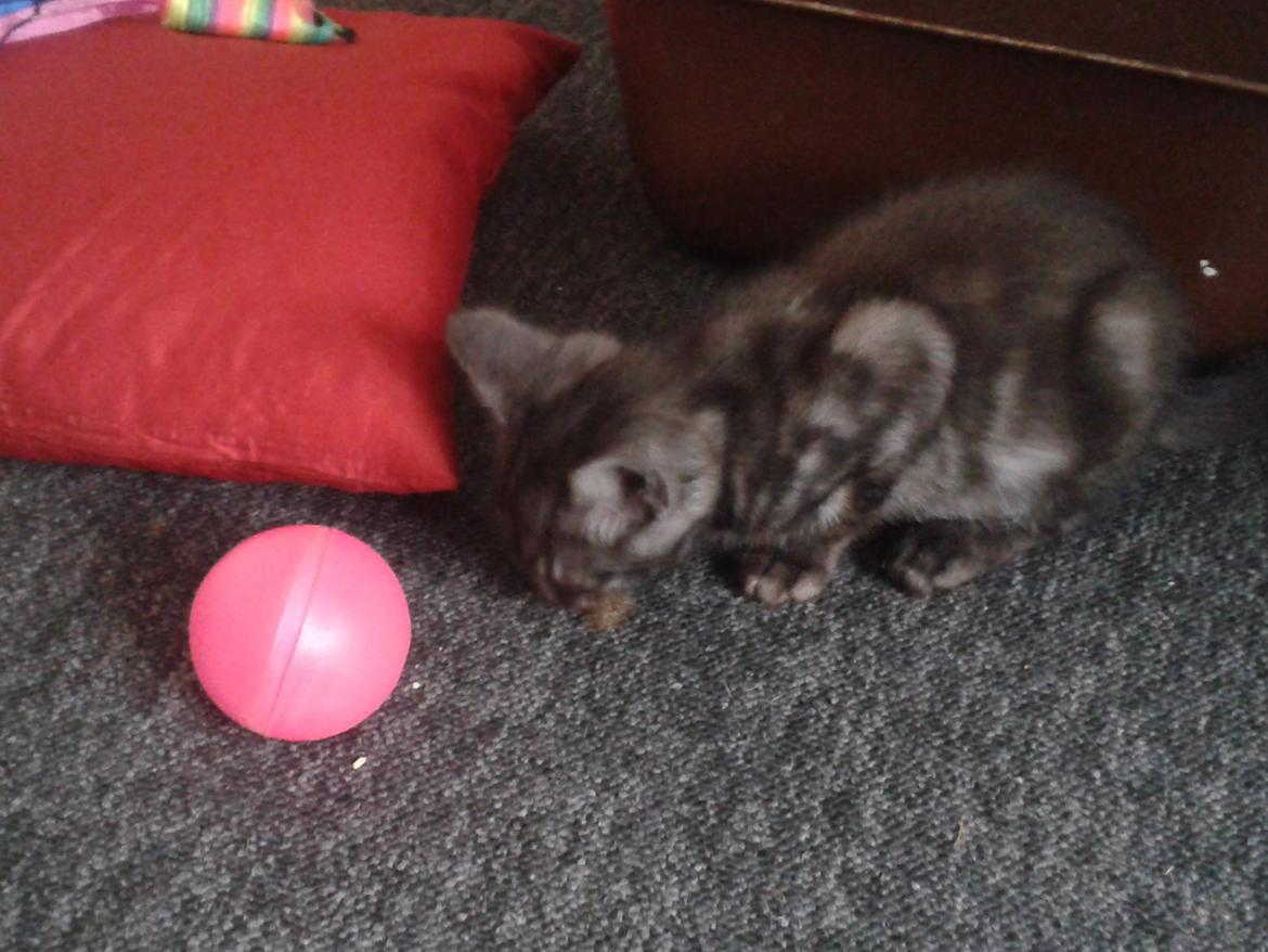 Blanding af racer Lucifer billede 3