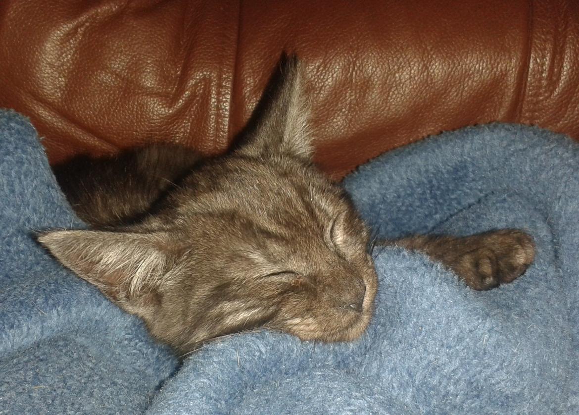 Blanding af racer Lucifer billede 6