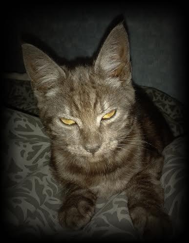 Blanding af racer Lucifer billede 1