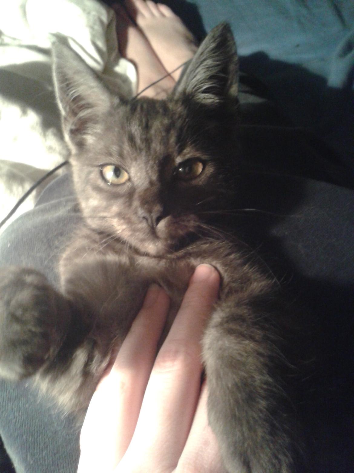 Blanding af racer Lucifer billede 4