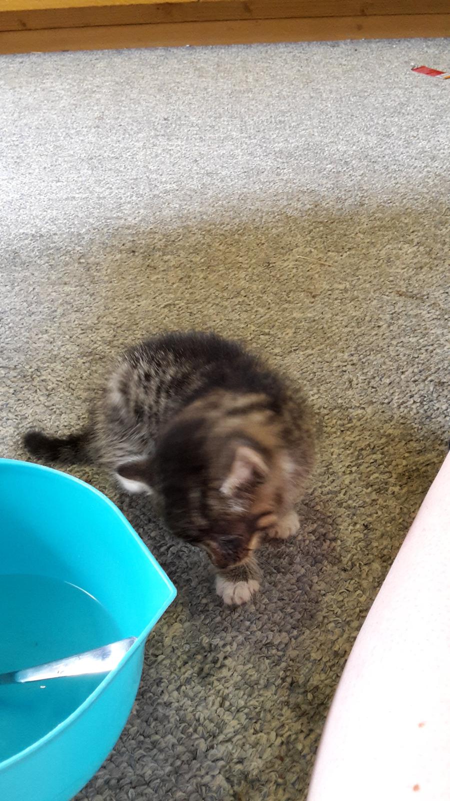 Blanding af racer mevse billede 2