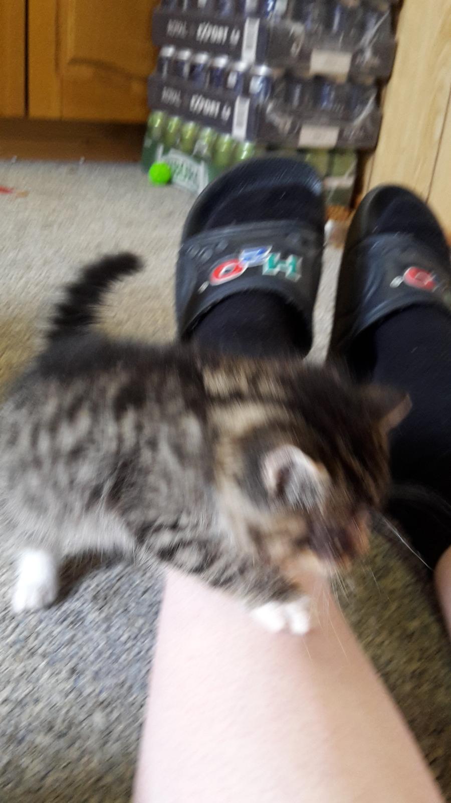 Blanding af racer mevse billede 6