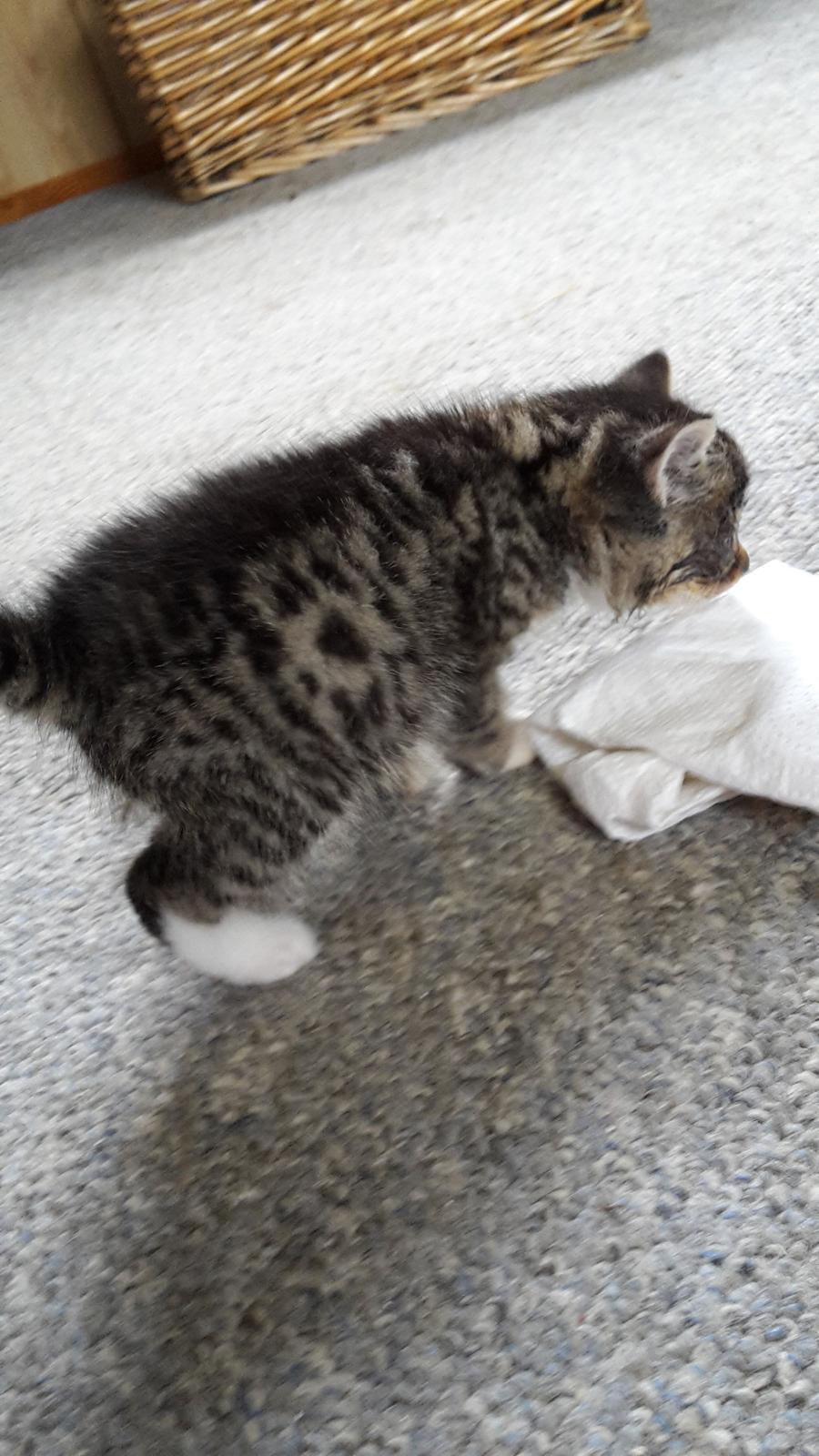 Blanding af racer mevse billede 5