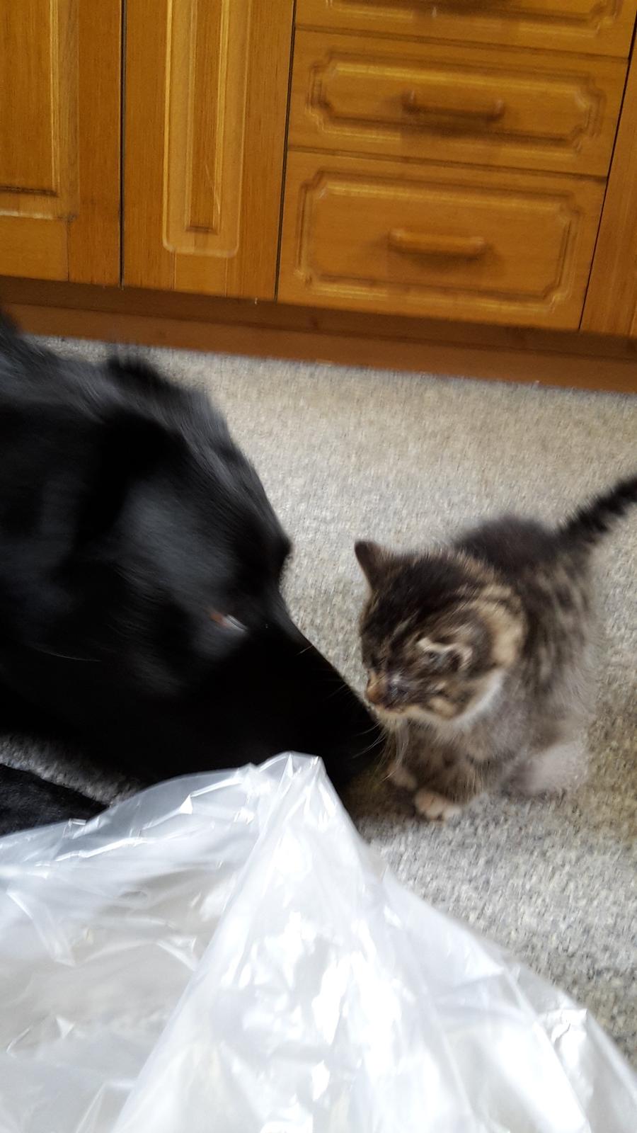 Blanding af racer mevse billede 7