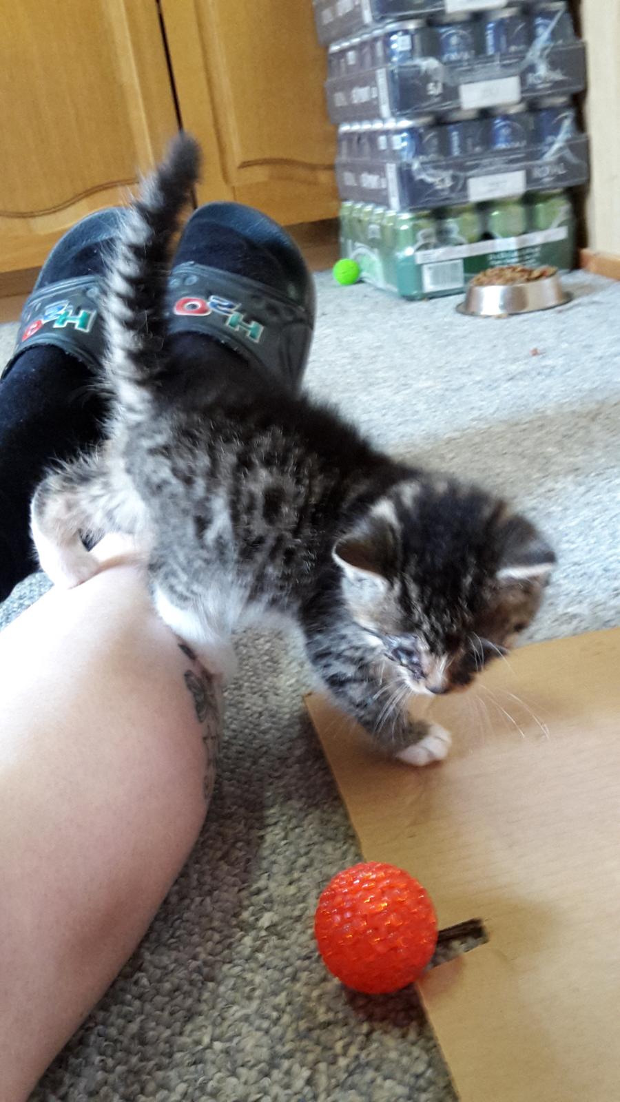 Blanding af racer mevse billede 1