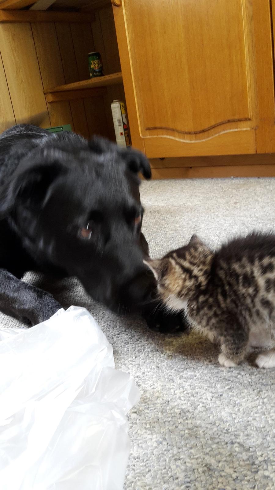 Blanding af racer mevse billede 8