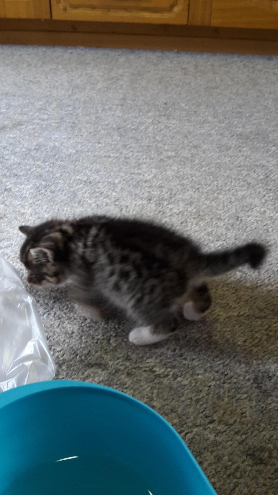 Blanding af racer mevse billede 3