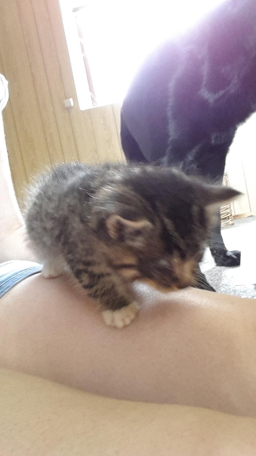 Blanding af racer mevse billede 9