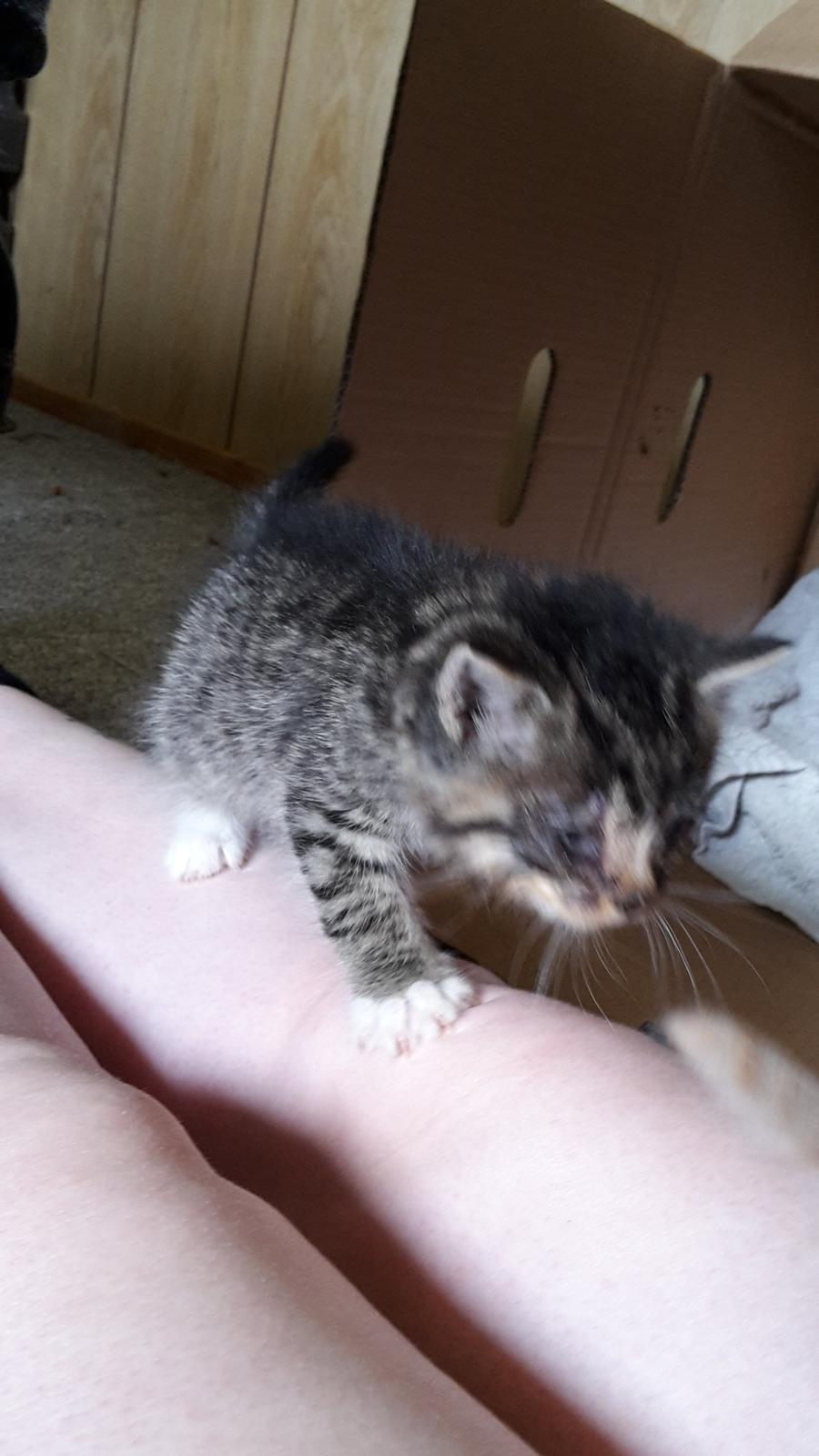 Blanding af racer mevse billede 10