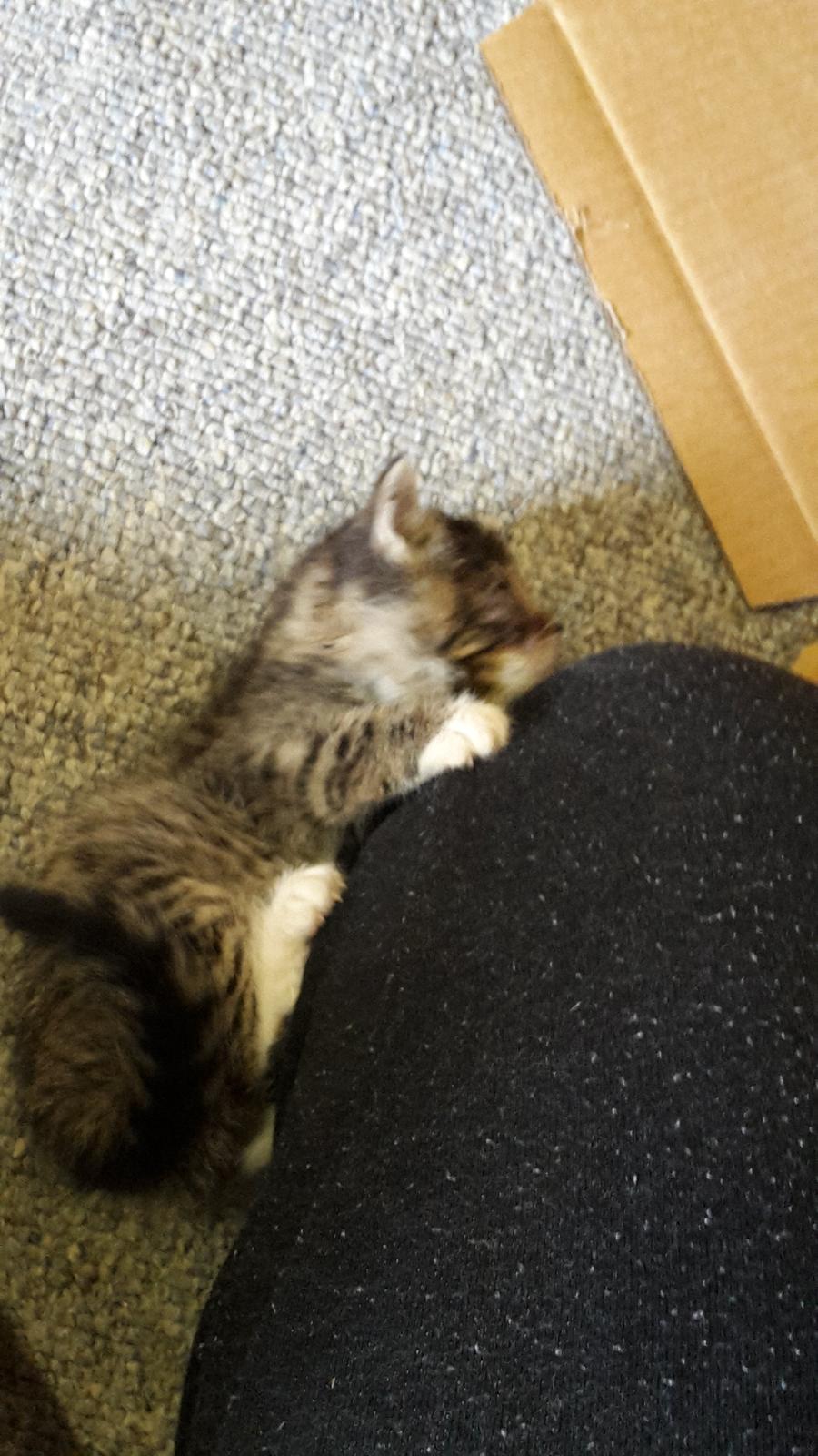 Blanding af racer mevse billede 13