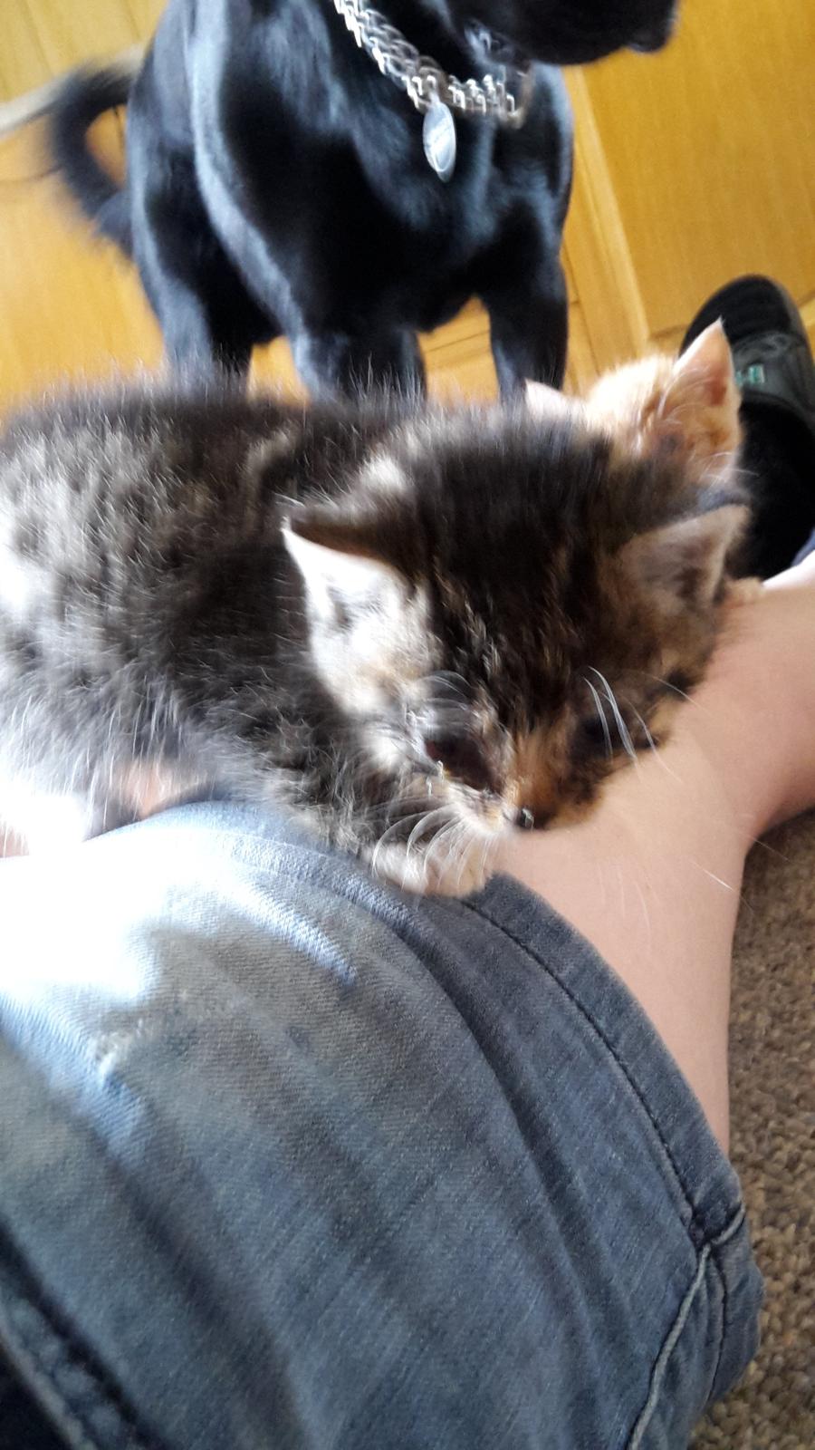 Blanding af racer mevse billede 11