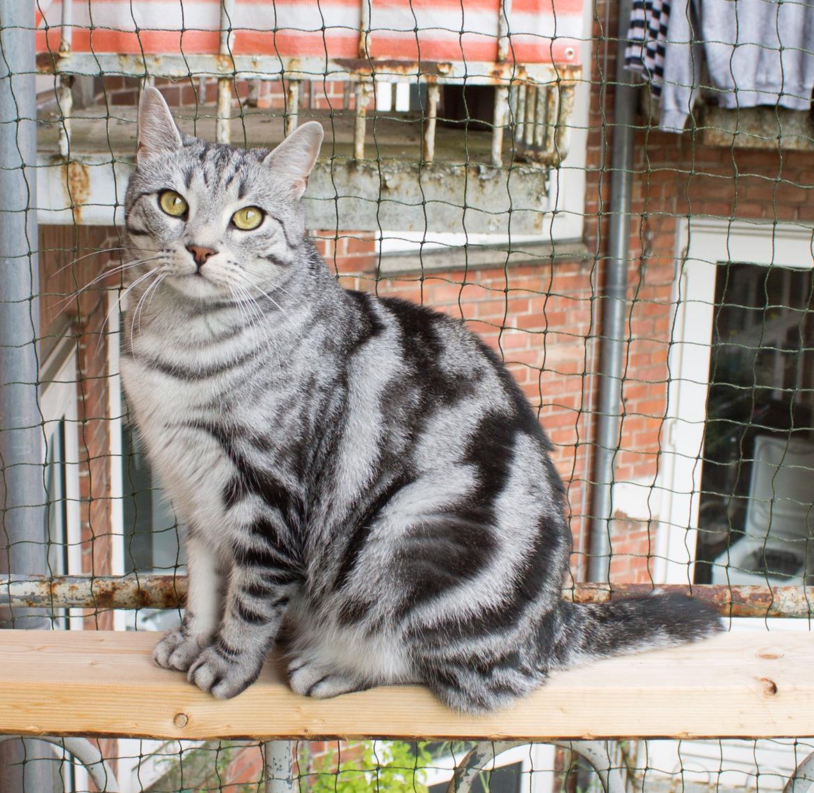 Europé Eife's Jack Wolfskin billede 1