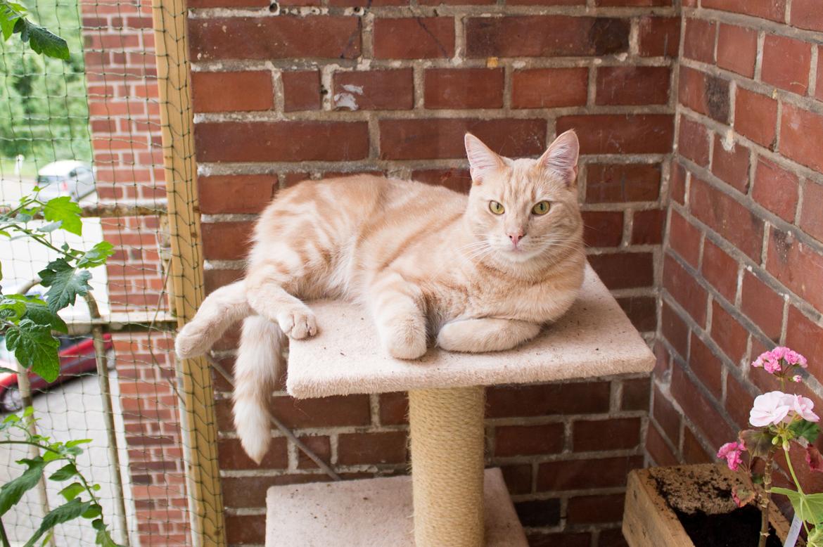 Europé Eife's Axel Hugo Theodor Theorell billede 6