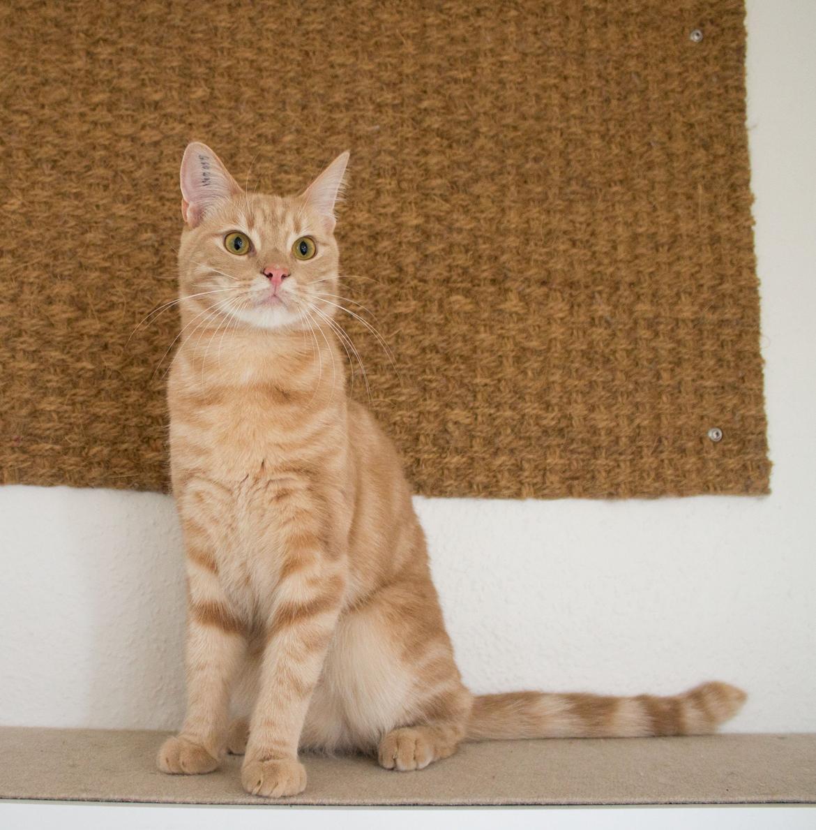 Europé Eife's Axel Hugo Theodor Theorell billede 7