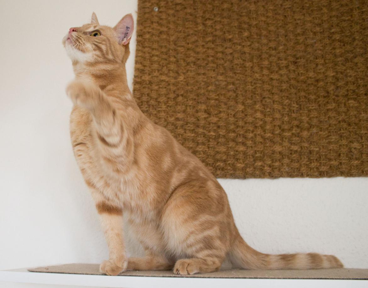 Europé Eife's Axel Hugo Theodor Theorell billede 8