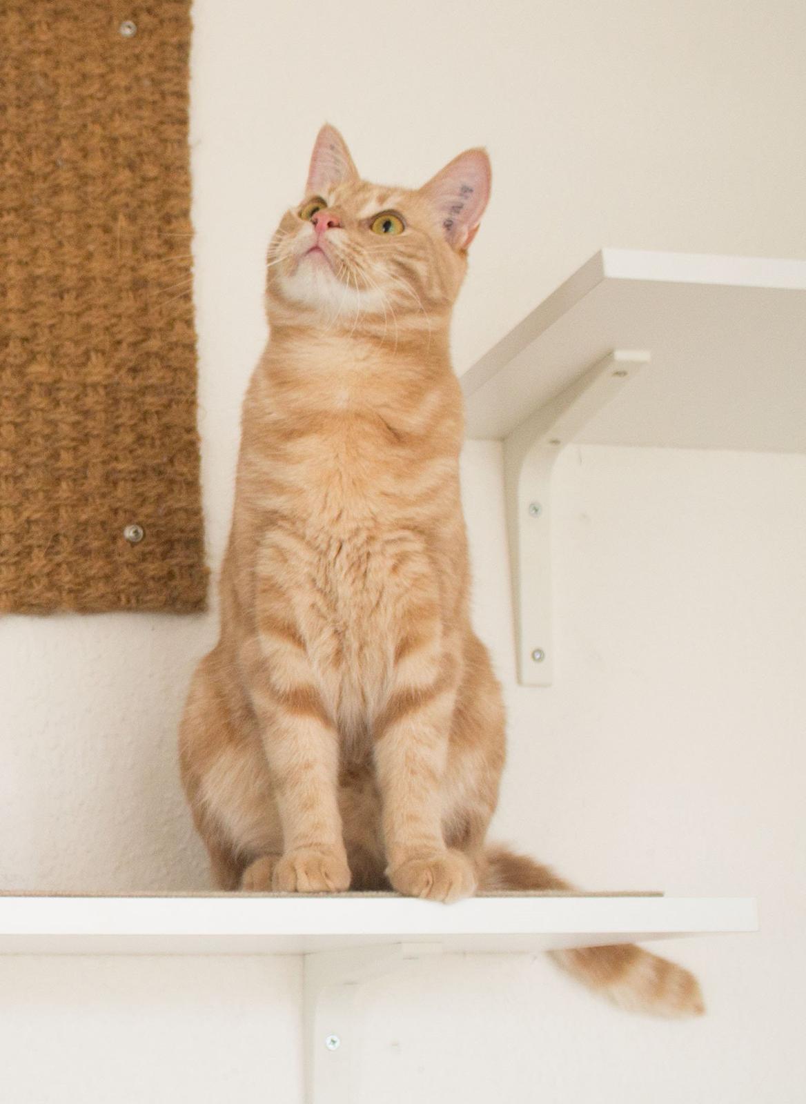 Europé Eife's Axel Hugo Theodor Theorell Billeder af katte Uploaded