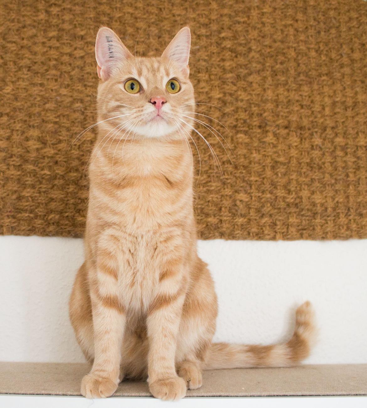 Europé Eife's Axel Hugo Theodor Theorell billede 5