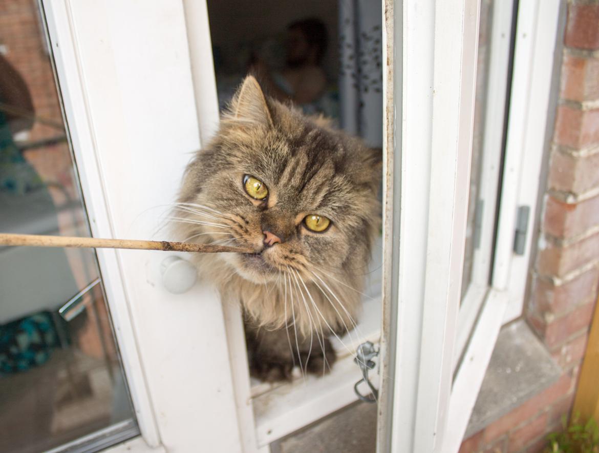 British Longhair Crazy Cute Cats Felix billede 8