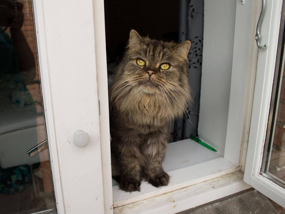 British Longhair Crazy Cute Cats Felix billede 7