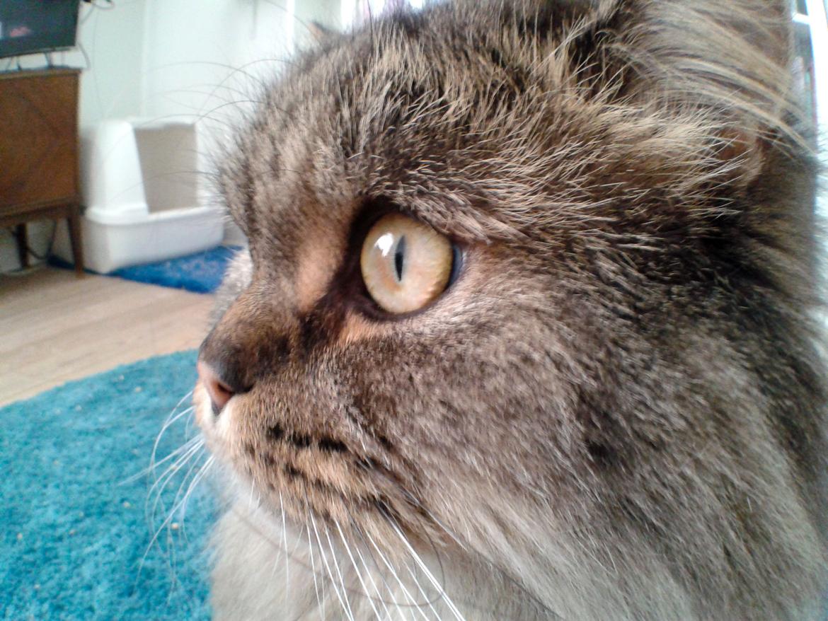 British Longhair Crazy Cute Cats Felix billede 12