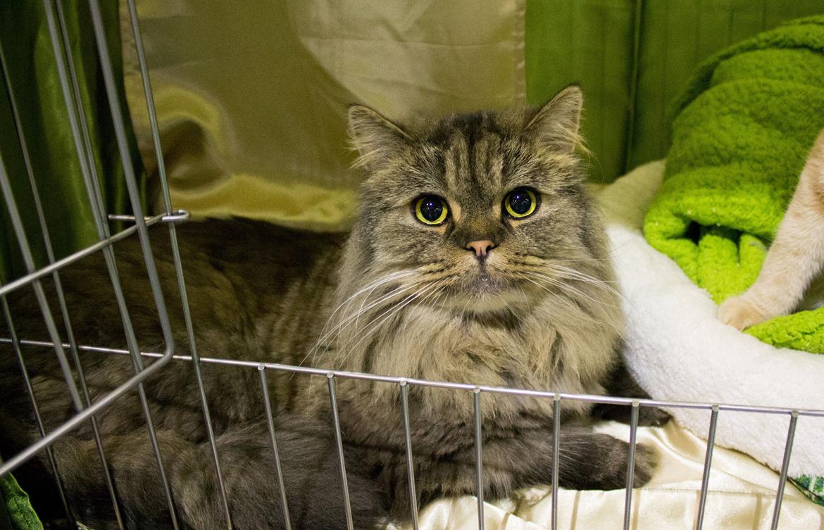 British Longhair Crazy Cute Cats Felix billede 11