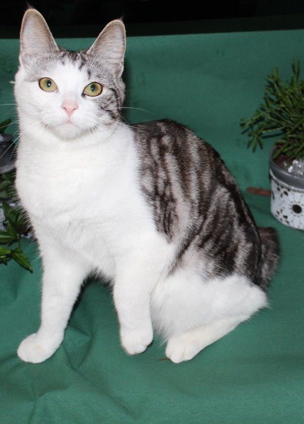 Kurilean Bobtail GIC. Francesa RU billede 10