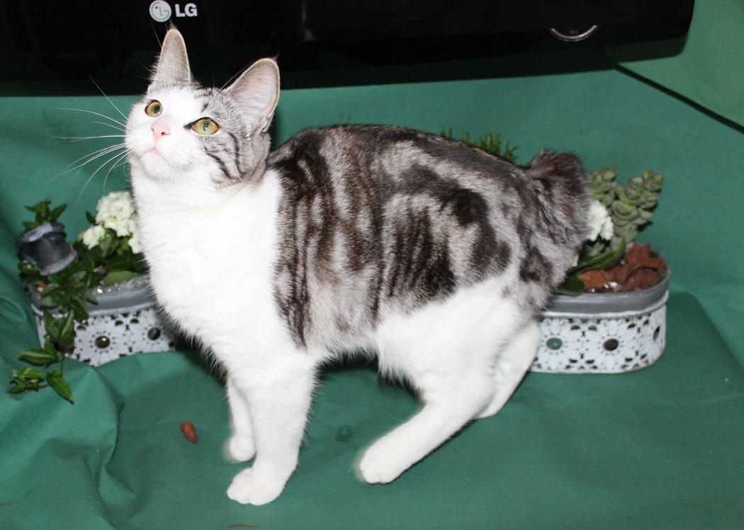 Kurilean Bobtail GIC. Francesa RU billede 11
