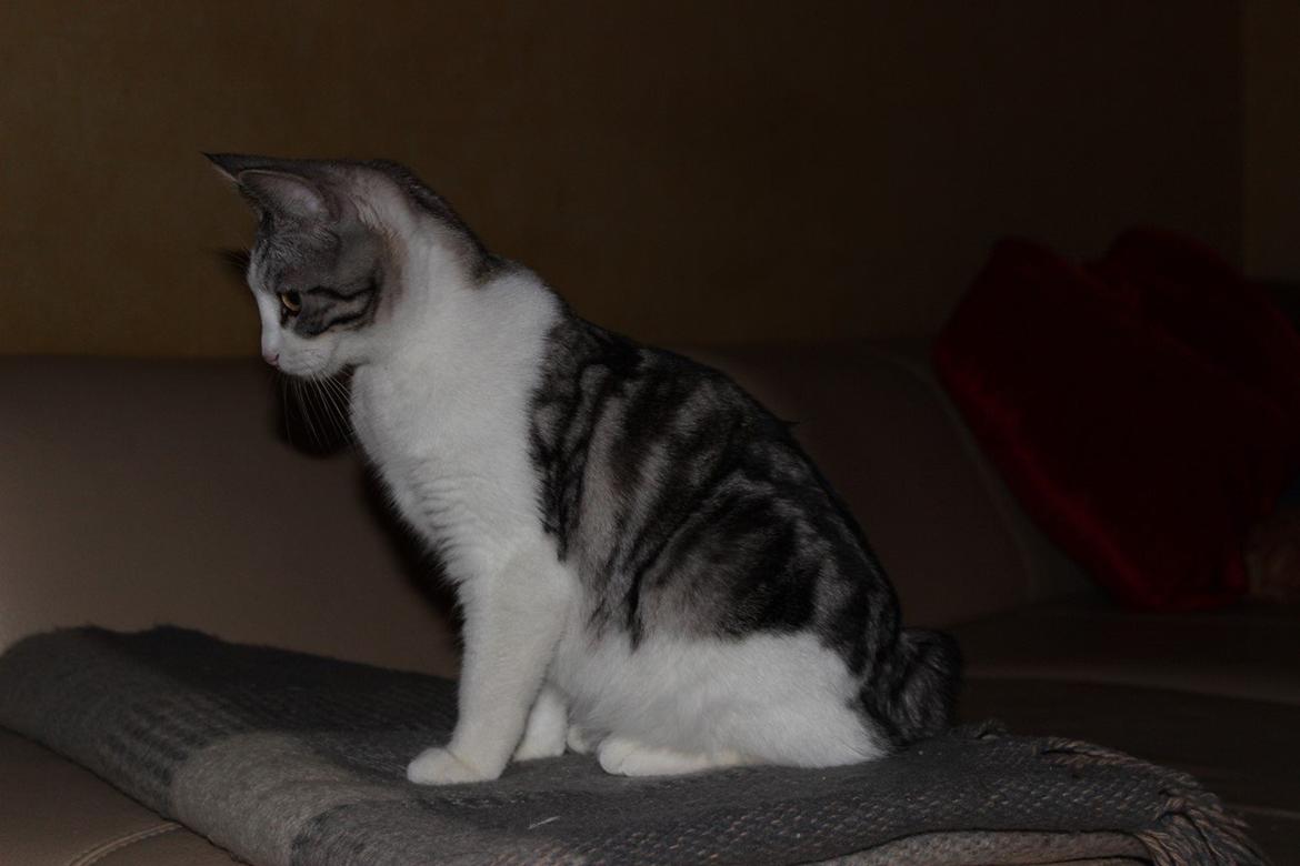 Kurilean Bobtail GIC. Francesa RU billede 12