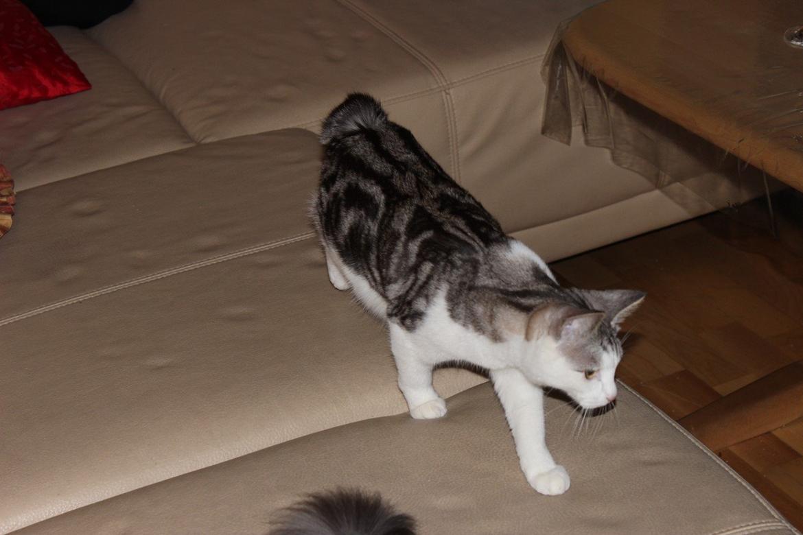 Kurilean Bobtail GIC. Francesa RU billede 13