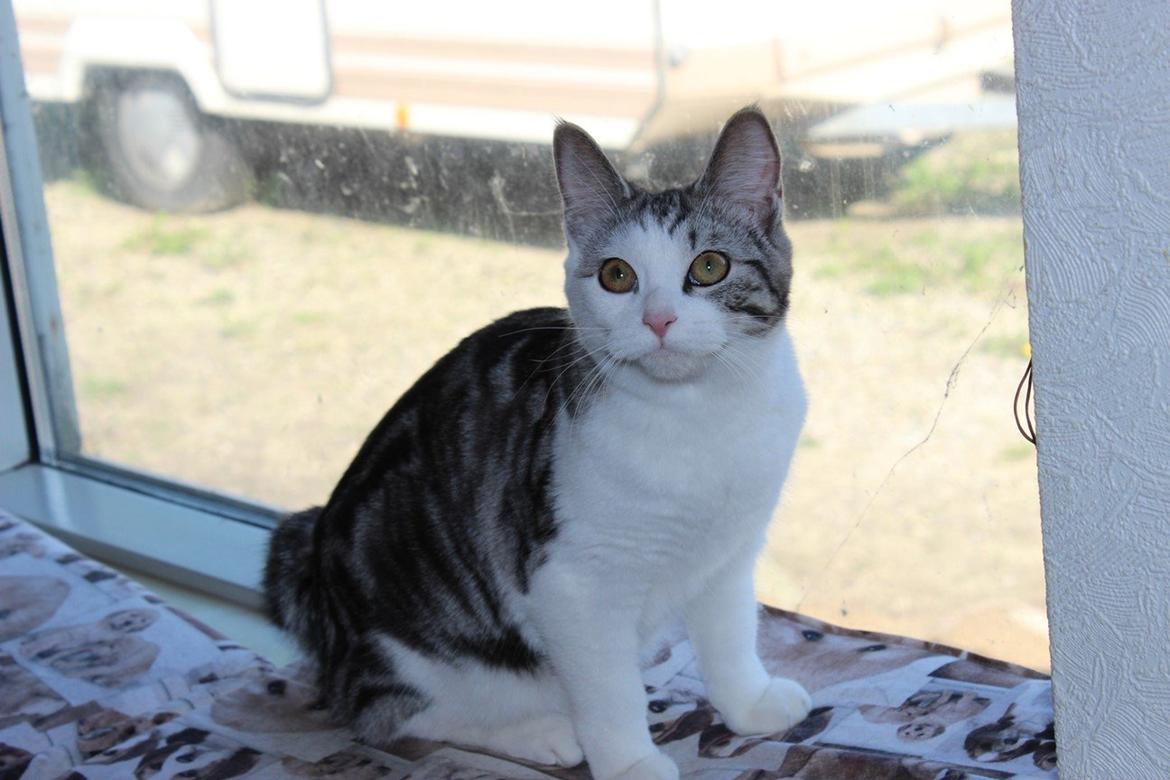 Kurilean Bobtail GIC. Francesa RU billede 14