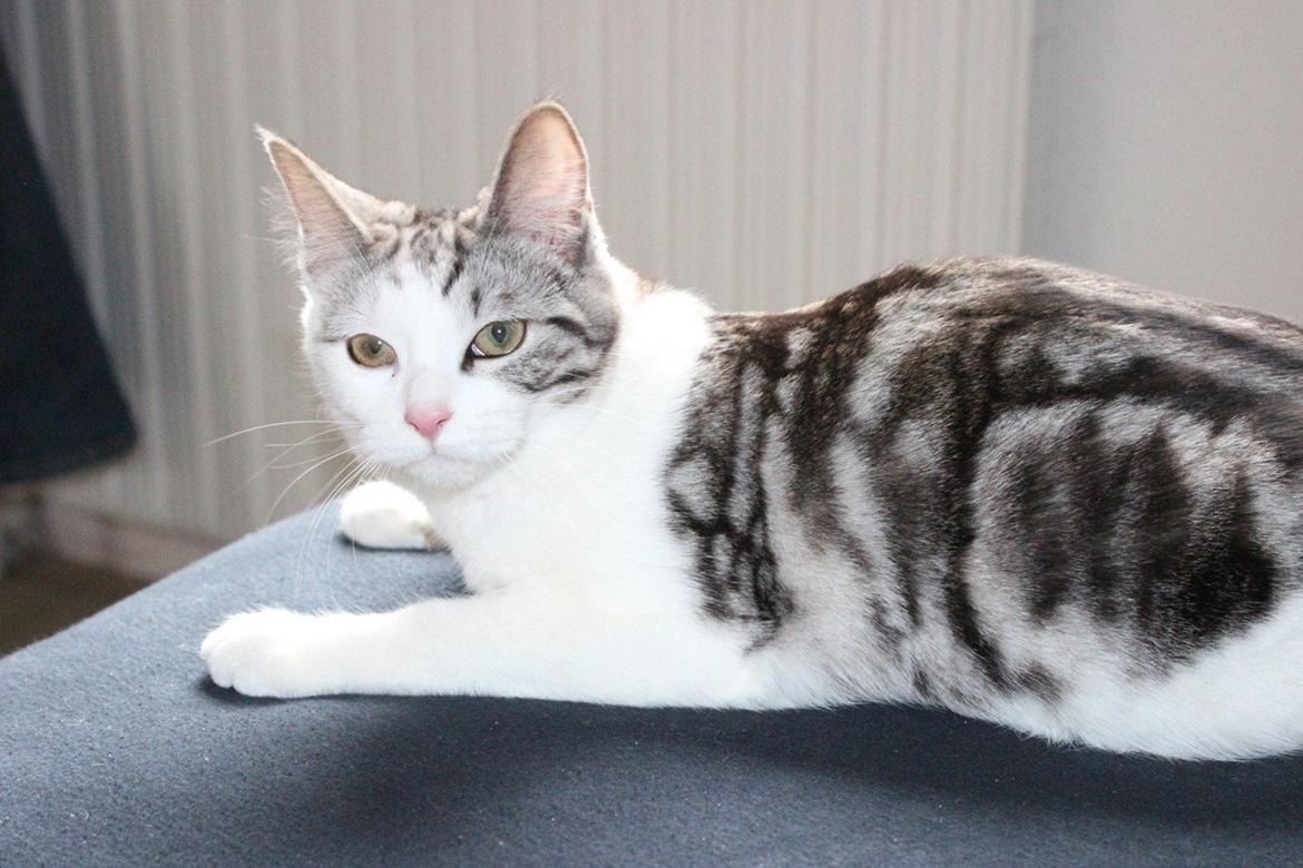 Kurilean Bobtail GIC. Francesa RU billede 15