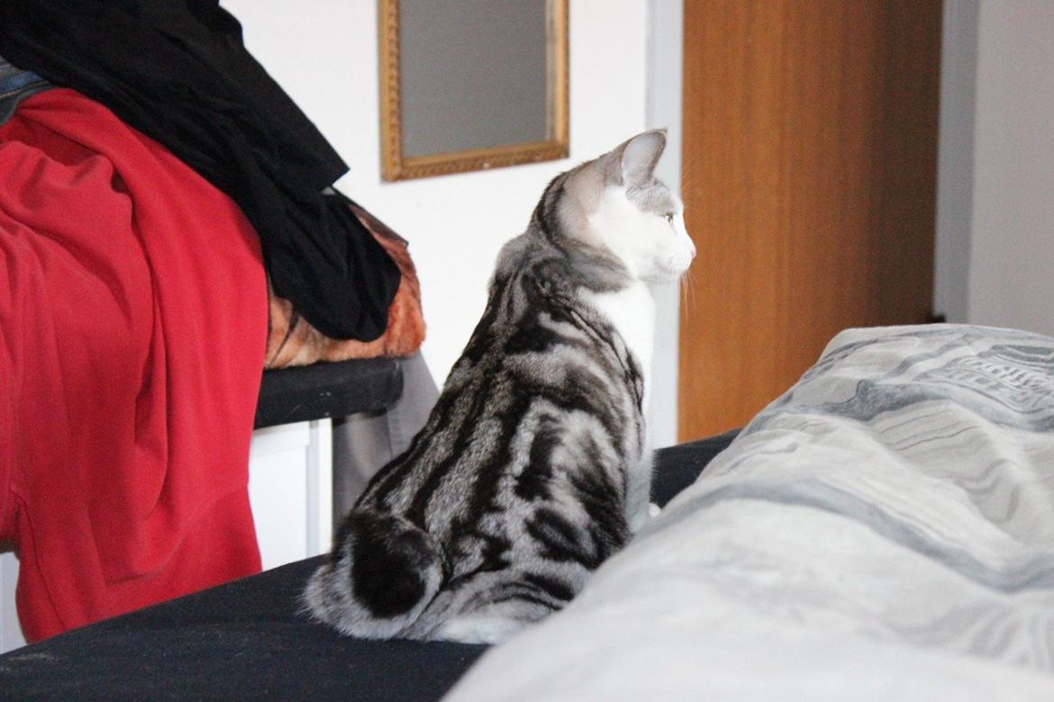 Kurilean Bobtail GIC. Francesa RU billede 16