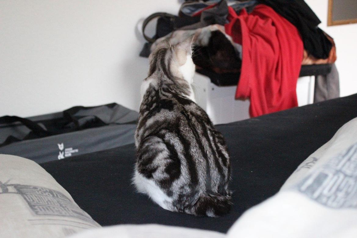 Kurilean Bobtail GIC. Francesa RU billede 17