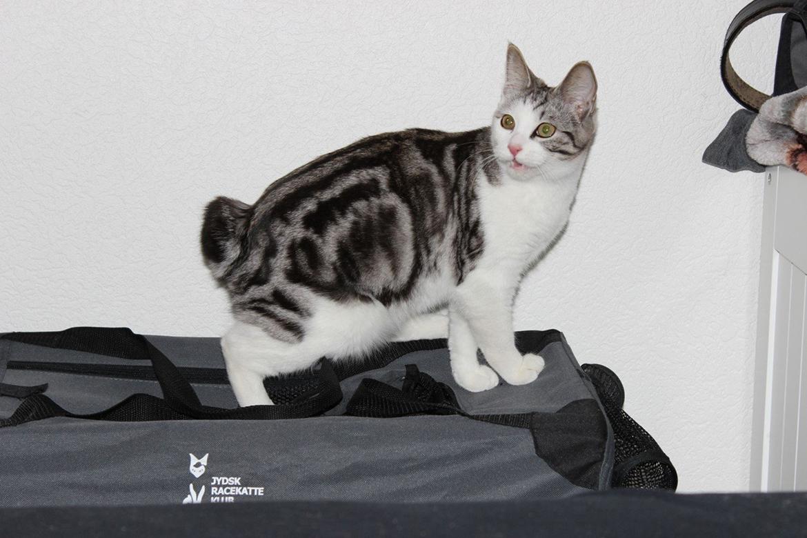 Kurilean Bobtail GIC. Francesa RU billede 18