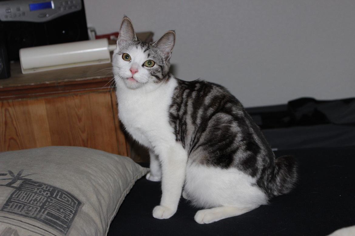 Kurilean Bobtail GIC. Francesa RU billede 19