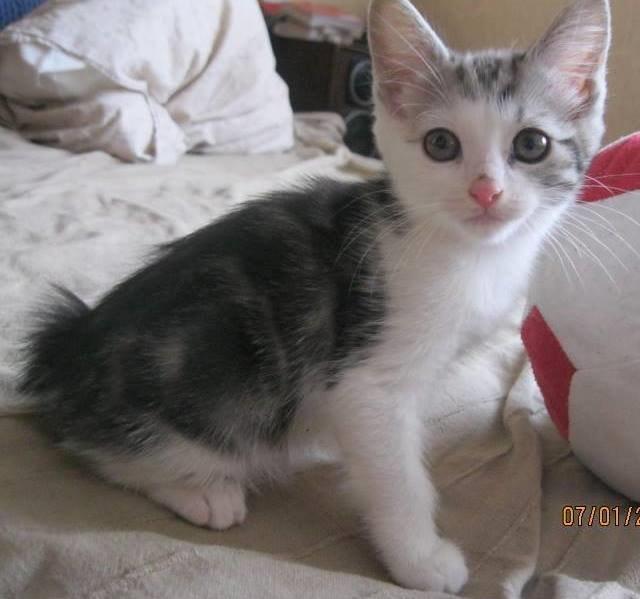 Kurilean Bobtail GIC. Francesa RU billede 21