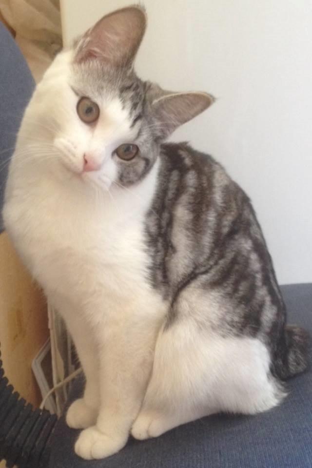 Kurilean Bobtail GIC. Francesa RU billede 20