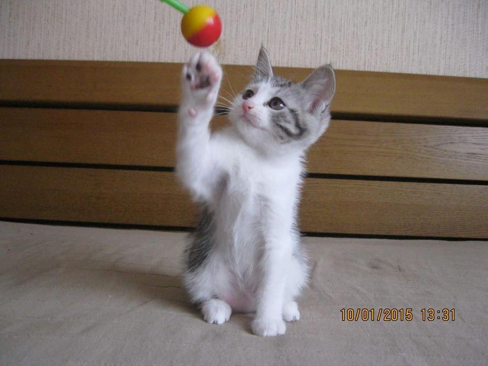 Kurilean Bobtail GIC. Francesa RU billede 22