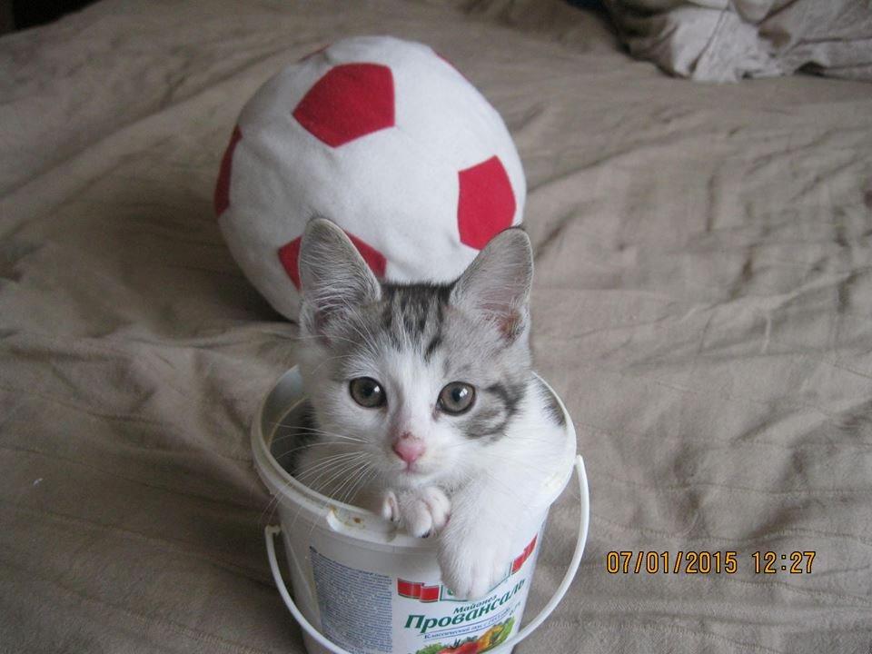 Kurilean Bobtail GIC. Francesa RU billede 23