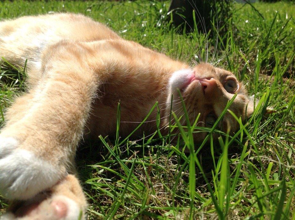 Huskat Cæsar billede 1