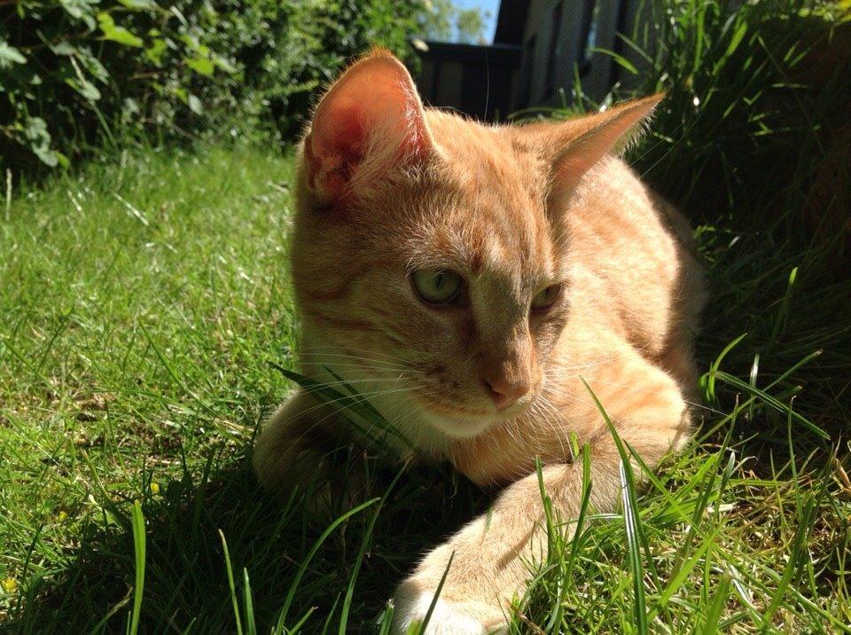 Huskat Cæsar billede 2