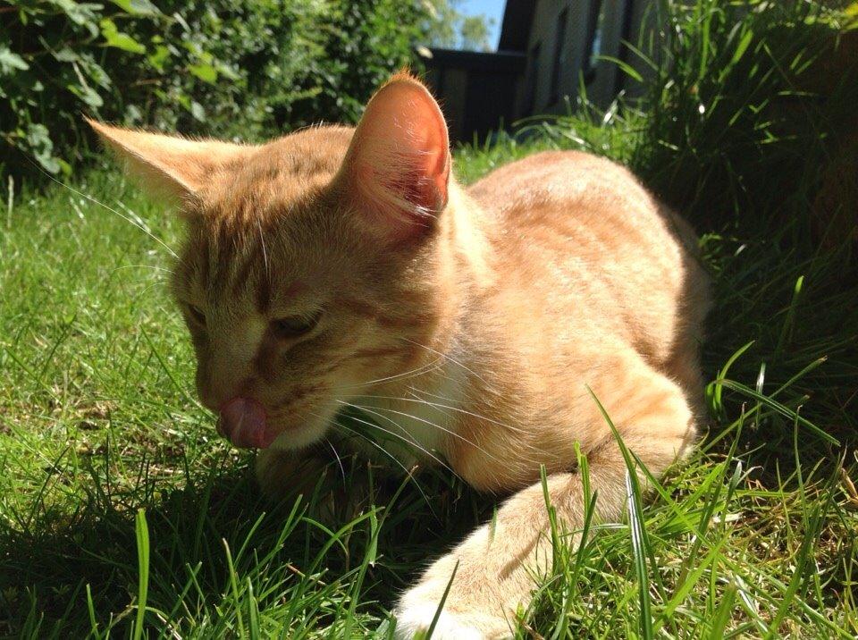 Huskat Cæsar billede 15