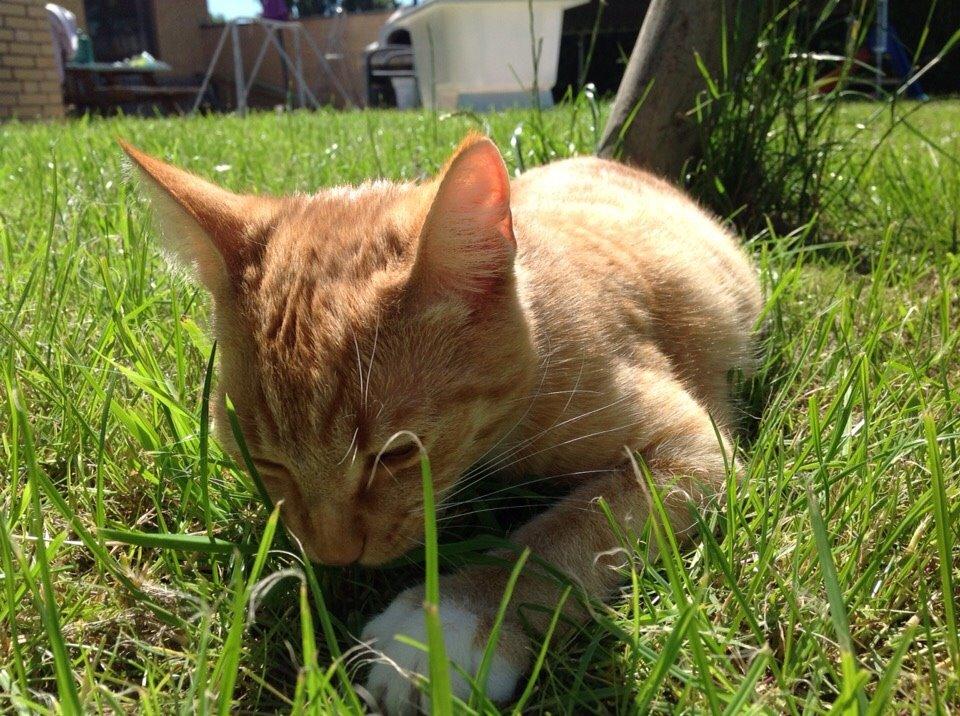 Huskat Cæsar billede 16