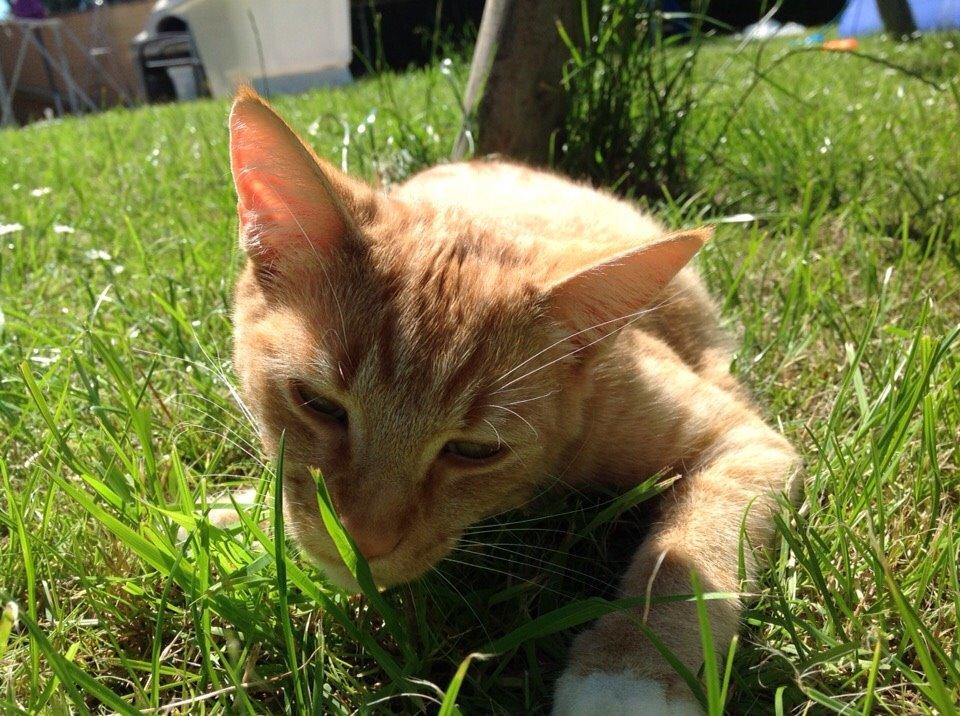 Huskat Cæsar billede 17