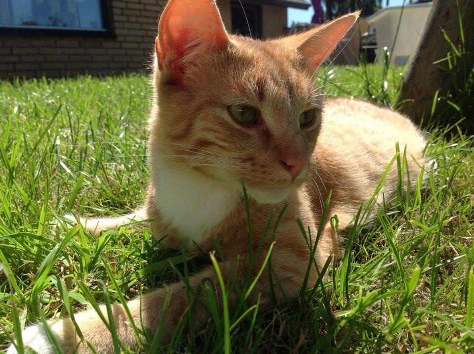 Huskat Cæsar billede 18