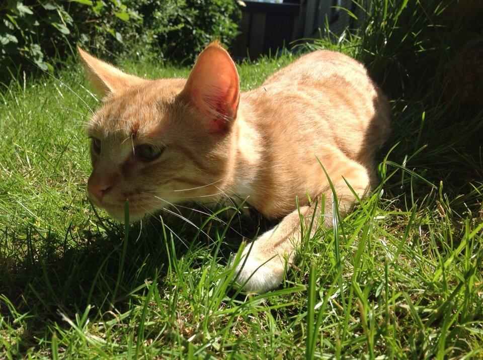 Huskat Cæsar billede 10