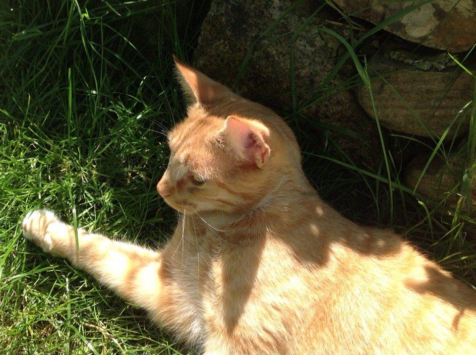 Huskat Cæsar billede 19