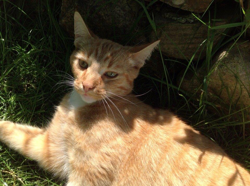 Huskat Cæsar billede 20